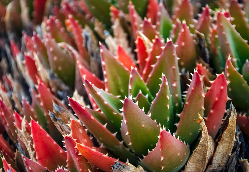 Desert Botanical Garden